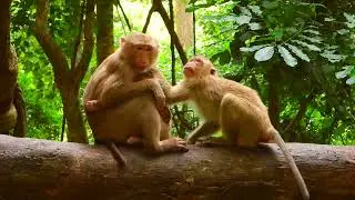 Playful Rainbow Monkey Bumps a Sibling While Holding Baby