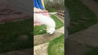 Amazing White Peacock Opening its  Feathers #peacock #nature #wildlife #birds #shorts #viral