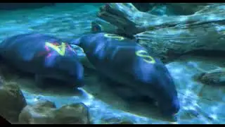 3 New Manatees in Manatee Springs - Cincinnati Zoo