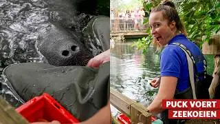 Zo train je een zeekoe in de Mangrove! 🌊🐄| Burgers' Zoo achter de schermen