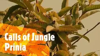 Loud Calls of Jungle prinia