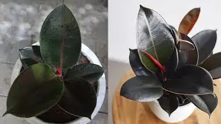 Rubber Plant (Ficus Elastica) - Easy Grow House Plant | Rubber Tree