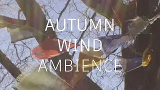 Autumn wind ambience | Calm wind sounds | Rustling leaves sounds | Sleep Study Work | 12 hours