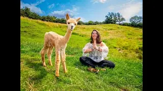 Innovative &lsquo;alpaca yoga sessions&rsquo; being hosted at Yorkshire farm prove popular with visitors