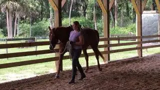 BASIC in-hand exercise for ALL horses