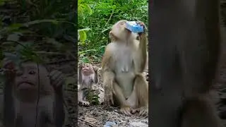082669 #monkey #wildprimatechannel #animals #primatelove #cute #primateworld #babymonkey #funny