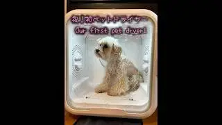 初ペットドライヤー Our First Pet Dryer #dog #petdryer #pets #animals