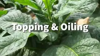 Tobacco Farming Process Part 4--Topping & Oiling