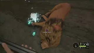 Random Hunt and Funny Moments Video (Hunter Call of the Wild)