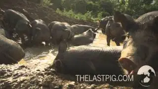 Happy Pigs in Mud Wallow
