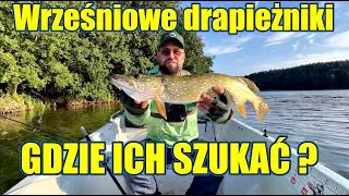SEPTEMBER PIKE AND PERCH FOR SPINNING. WHERE TO FIND THEM?