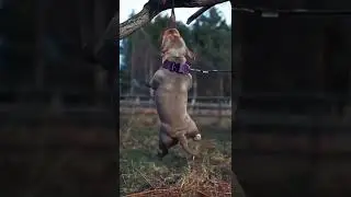 American bully muscles training|| #anericanbully #shortvideo #pitbull