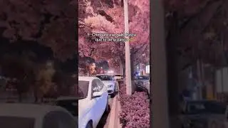 SIN MIEDO A LA PALIDA