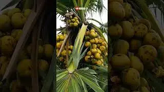 Palm Fruit /  Palm Tree / Tal fol #shorts #shortvideo #trending