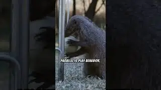 How Animal Behavior Mirrors Human Psychology #shorts