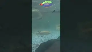 Ready to embark on a fishy farming adventure? Dive with me 😅
