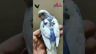 please like subscribe B Four birds channel