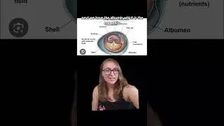 Amniotic Eggs