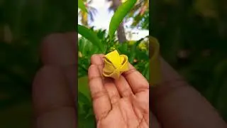 Most Fragrance Flower
