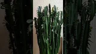EUPHORBIA TRIGONA / МОЛОЧАЙ ТРЁХГРАННЫЙ (ЭУФОРБИЯ) - ЭТО НЕ КАКТУС, ХОТЬ И ПОХОЖ