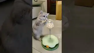 Interactive Cat Toy That Leaks Treats! | Cat Treat Dispenser