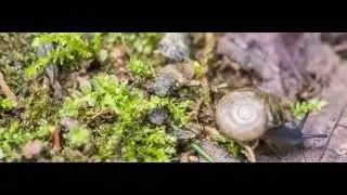 Tiny World 5D MK3 RAW Macro 1080p