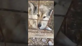 Yumi #kutyus gazdit keres - Yumi the sweet #dog needs a home
