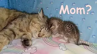 Foster Mom Cat Becomes Home for the Adopted Kitten ~ The Lonely Kitten Rescue