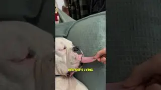 How Long Can A Dog's Tongue Be?