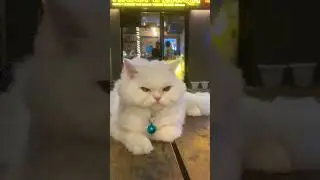 #snowbell #trending #youtubeshorts #cute #cat #persian #shorts #proudcatowner #viralvideo #love