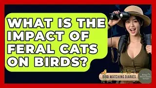 What Is The Impact Of Feral Cats On Birds? - Bird Watching Diaries
