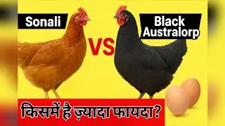 Sonali vs Black Australorp | अंडा, मीट, खर्च और मुनाफा पूरी जानकारी |कौन-सी ब्रीड है ज्यादा फायदेमंद