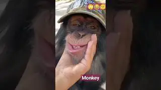 monkey#animals#short#ytshort #utubeshort #viralshort #🙄😂🙂