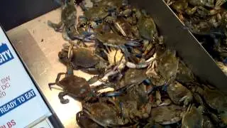 Maine Avenue Fish Market - Washington DC - Snow Crabs