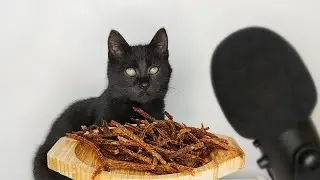Black Cat Eating Beef Snacks ASMR