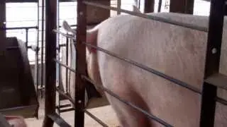 SowMAX Breeding