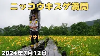 【尾瀬歩荷】ニッコウキスゲ満開