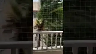 Tree dancing in cyclone #tauktae #taute