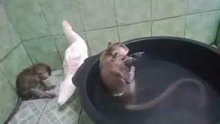 Two cute baby monkeys taking a bath and swimming with one duck