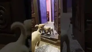 #labrador #puppies #labpuppies #HP #Zara #doglover