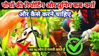 एक गलती और पौधा सूख जाएगा 😱 | सही Repotting & Pruning का पूरा तरीका | how to repotting plants 