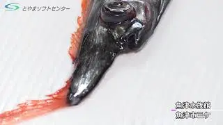 深海の珍魚「テングノタチ」富山湾に揚がる（2020/12/22放送）