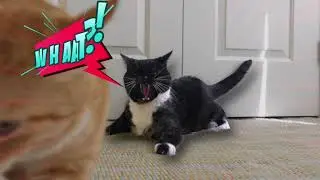 Rita Reimers, Cat Behavior Expert - HELP, My Cats are Fighting!