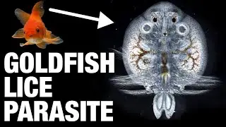 Паразит золотых рыбок под микроскопом | Argulus japonicus. Внешний паразит рыбьей вши