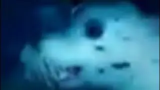 Delicious seal