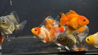 Feeding food for baby goldfish 