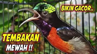 PANCINGAN KONIN GACOR FULL ISIAN ROLL TEMBAK MEWAH !! MASTERAN KOLIBRI NINJA BAHAN AGAR CEPAT EMOSI