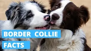 Border Collie Facts