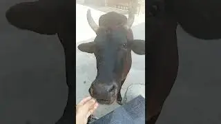 #animals #peepalfarm #rescue #stray #puppy #cute #dog #vlog #ytshorts #cow #motivation