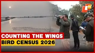 Migratory Bird Census Commences Across Chilika, Hirakud
